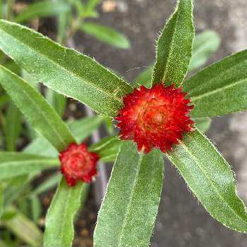 千日紅 ストロベリーフィールドの投稿画像一覧 Greensnap グリーンスナップ