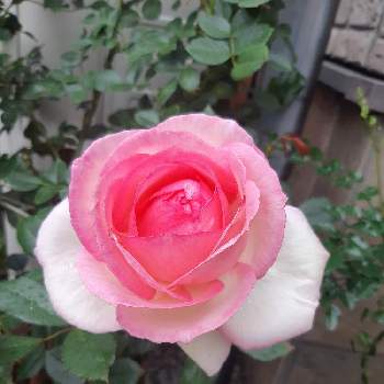 ピエールドロンサールの画像 by ミルさん | 小さな庭とピエールドロンサールと花のある暮らしとばら バラ 薔薇