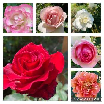 我が家の花の画像 by タピアンさん | 薔薇♪と花が好きと我が家の花