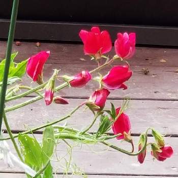  スイートピーの画像 by はなちゃんさん | 赤い花と鉢植えと可愛いお花と スイートピー
