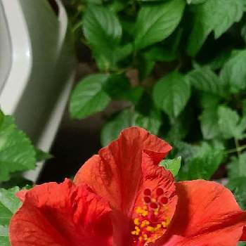 ハイビスカス 赤の投稿画像一覧 Greensnap グリーンスナップ