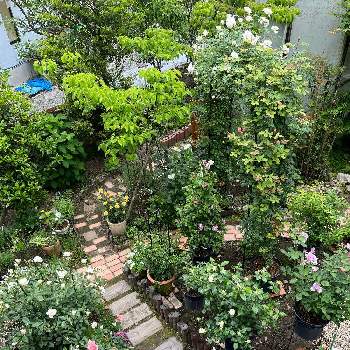 アイスバーグの画像 by ロージー・Sさん | 広い庭とアイスバーグとバラのアーチとばら バラ 薔薇とおうち園芸と庭づくりと鉢植えとバラが大好きと手づくりの庭と花のある暮らしとロザリアンとばら育て
