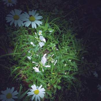 フロックスの画像 by だんごむしさん | 小さな庭とフロックス