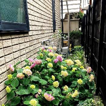 裏庭の画像 by curlG3さん | ピンク系の紫陽花と裏庭とピンクの花と咲き始め
