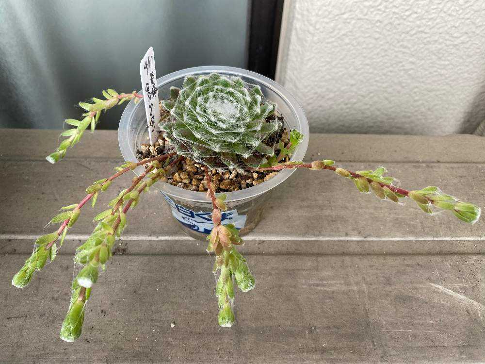 🌵Arachnoideum cebenese アラクノイデウム ケベンセ