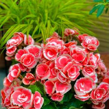 キレイ☆の画像 by マミンさん | 小さな庭と風知草とエラチオールベコニアとプレゼントと華やかとキレイ☆とおうち園芸と美しいと鉢植えと花のある暮らしと初夏のお花と可愛い♡