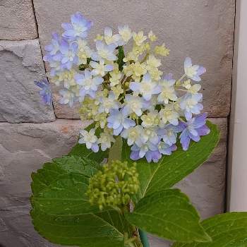 癒やしの画像 by michiさん | 小さな庭とアジサイ 万華鏡と癒やしと青いお花と来年に期待とミッチの会とかわいい