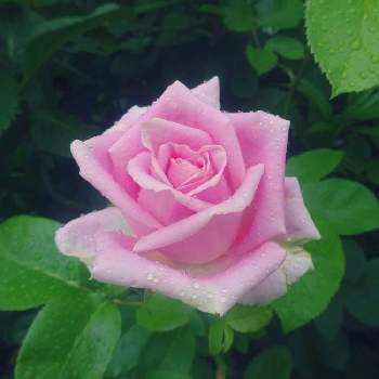 ピンクハンターの画像 by きらまるさん | 玄関と薔薇愛同盟と薔薇男子と薔薇に魅せられてと薔薇と暮らすとオシャレとB型と365日薔薇と暮らすとバラのある暮らしと花のある暮らしとチーム・ブルーとかわいいな♡とロザリアンとバラを楽しむとピンクハンターとチームブルーNo.121