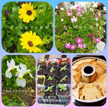 種から育てるの画像 by いすうさん | 小さな庭と花のある暮らしと種から育てると花いろいろとおうち園芸