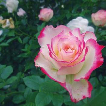 オシャレの画像 by きらまるさん | 玄関と薔薇愛同盟と薔薇男子と薔薇に魅せられてと薔薇と暮らすとオシャレとB型と365日薔薇と暮らすとバラのある暮らしとセクシーと花のある暮らしとチーム・ブルーとロザリアンとバラを楽しむとシボラーとチームブルーNo.121