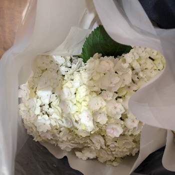 しろい花の画像 by もぐjuhさん | バルコニー/ベランダとあじさい 大好き❤とgoogle pixel5aと花色と葉っぱとお顔がこんにちはとしろい花