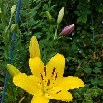 黄色のお花♡の画像 by のぶりんこさん | スカシユリと5月の花と黄色のお花♡とお庭のお花♡