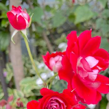 my gardenの画像 by codemari *さん | 小さな庭とmy gardenと花と緑のある暮らしとばら バラ 薔薇とバラ・ピカソとミニバラ鉢植えと癒しとバラ大好きと花のある生活とナチュラルガーデンとピカソとナチュラルスタイルと花のある暮らしとばら 薔薇 バラとバラ・ミニバラとflowers loverと宿根・多年草と庭の宿根草