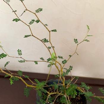 ソフォラ　リトルベイビー,観葉植物,植物のある暮らし,すきなものシリーズ,金沢市の画像
