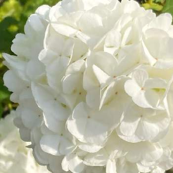 ビバーナム スノーボールの投稿画像一覧 Greensnap グリーンスナップ