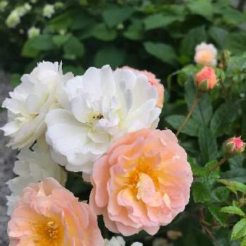 可愛い〜♡の画像 by フェリシアさん | 小さな庭とバラ ギスレーヌ・ドゥ・フェリゴンドと小さいお花が可愛いとGSでの繋がりに感謝と2色で咲くとアプリコット大好き♡と可愛い〜♡