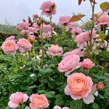 クイーン・オブ・スウェーデンの画像 by どら猫さん | クイーン・オブ・スウェーデンと平塚花菜ガーデンとばら バラ 薔薇とお花大好き♡とピンクの花と癒しと薔薇♪とかわいいな♡とエレガント