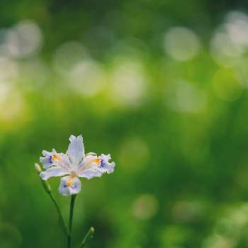 シャガの花の画像 by zutchyさん | お出かけ先と昭和記念公園とシャガの花とGreenSnapmarcheと花のある暮らしとGREEN UP!