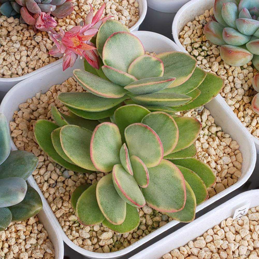 Top【選抜株】多肉植物 23527スノー マウンティン 105個プラグトレー苗