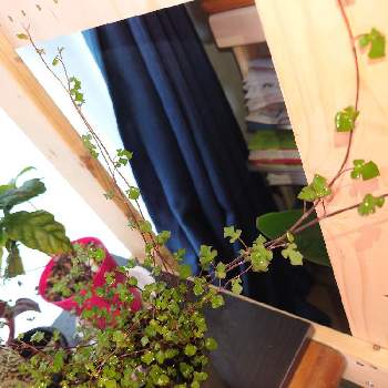 札幌の画像 by あけびさん | 部屋とワイヤープランツ スペードと観葉植物と北海道と札幌と観葉植物好き