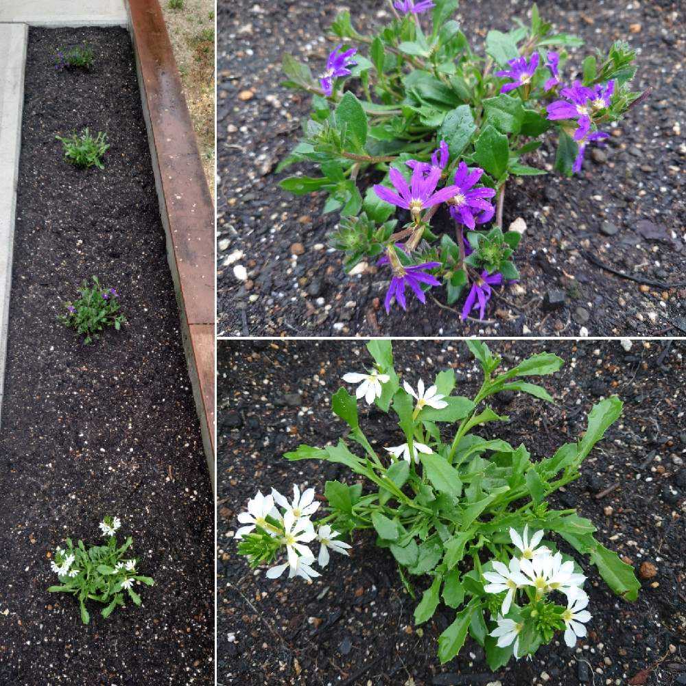 地植え サンクエールの復活まで Greensnap グリーンスナップ