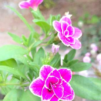 カリブラコア♡の画像 by とみーさん | ピンクの花と八重咲き カリブラコアとカリブラコア♡とピンクと＃ぐんぐん大きくなるカリブラコア