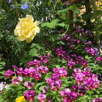春の風景の画像 by きぃじーさん | 小さな庭とウクライナに平和をとピンクの花と春の風景と黄色い花とビオラ☆と薔薇♪と武器ではなく花を