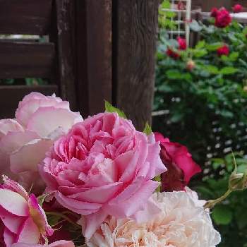 小さな庭からの画像 by ぶぅさん | 玄関とばら バラ 薔薇と薔薇好きとバラ好きと小さな庭からとアップルローゼスと今井ナーサリーとロサオリエンティスとばら 薔薇 バラと切り花と雨の日