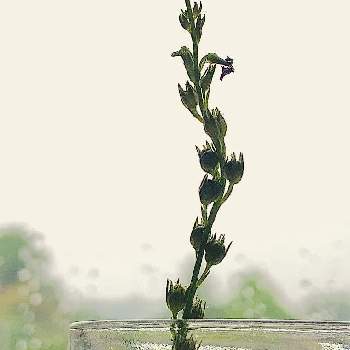 花後の画像 by ハルさん | 窓辺とマツバウンランと山野草と花後と観察中
