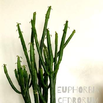 ユーフォルビア属,ユーフォルビア　セドロルム,植物中毒,花より葉っぱ,部屋の画像
