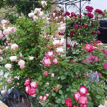 香りの良いバラの画像 by aoiさん | 地植えの薔薇と♪雨、雨、ふるな、ふるなと手作り花壇とイングリッシュガーデンに憧れてとイングリッシュ・ローズと香りの良いバラと可愛いとおしゃれと花のある暮らし