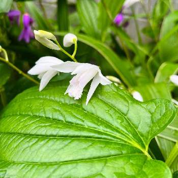 覆輪の画像 by りえんぬさん | 半夏生と白花紫蘭とシランと覆輪と斑入り葉と茶花