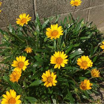 元気の源の画像 by majical -jさん | お出かけ先と癒しの植物と元気の源と花のある暮らしと楽しい園芸とガザニア  黄色