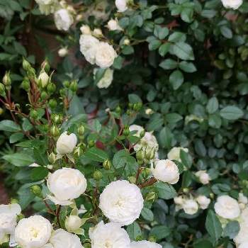 ミニバラ グリーンアイスの画像 by 朱乃さん | 小さな庭とガーデニングとミニバラ グリーンアイスとばら バラ 薔薇と小さな庭♡