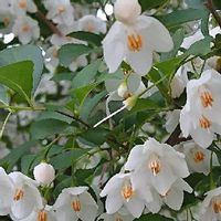 エゴノキ,木の花の画像