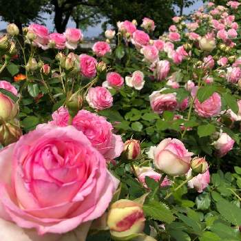 ピエール・ド・ロンサールの画像 by アールさん | お出かけ先とピエール・ド・ロンサールとバラ・ピエールドゥロンサールとピンクワールドとピンクのお花と薔薇♪とバラを楽しむ