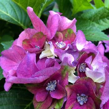 アジサイ　紫陽花の画像 by ピギーさん | 小さな庭とレディマタハリと紫色と癒しとオシャレと大きくな〜れ！とアジサイ　紫陽花と鉢植えと可愛いと花のある暮らし