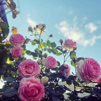 春の訪れの画像 by アンさん | 小さな庭と板壁とピンクの花と週末ガーデナーと春の訪れとバラの季節と花のある暮らしと薔薇の花