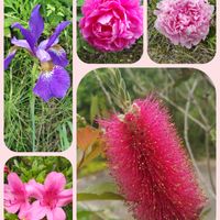 アヤメ,ボタン,サツキ,金宝樹(ブラシの木),花のある暮らしの画像