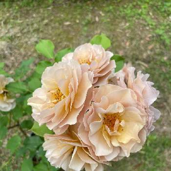河本ローズの画像 by yuさん | ラブロッシュとばら バラ 薔薇と河本ローズと可愛いと花のある暮らしと薔薇♪