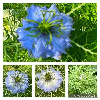 ブルーのお花の画像 by キラキラたちばなさん | 小さな庭とニゲラ ブルーミゼットとガーデニング大好きとかわいいお花♡とブルーのお花とガーデニング初心者と好きな葉っぱときれいな色と癒されます♥