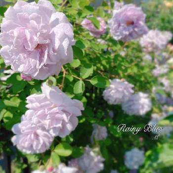 レイニーブルーの画像 by ブロッコリーさん | 小さな庭とレイニーブルーとばら バラ 薔薇とグリーンのある暮らしと庭の花と誘引とガーデニングと花のある暮らしと薔薇♪とむらさき❇︎と庭の宿根草
