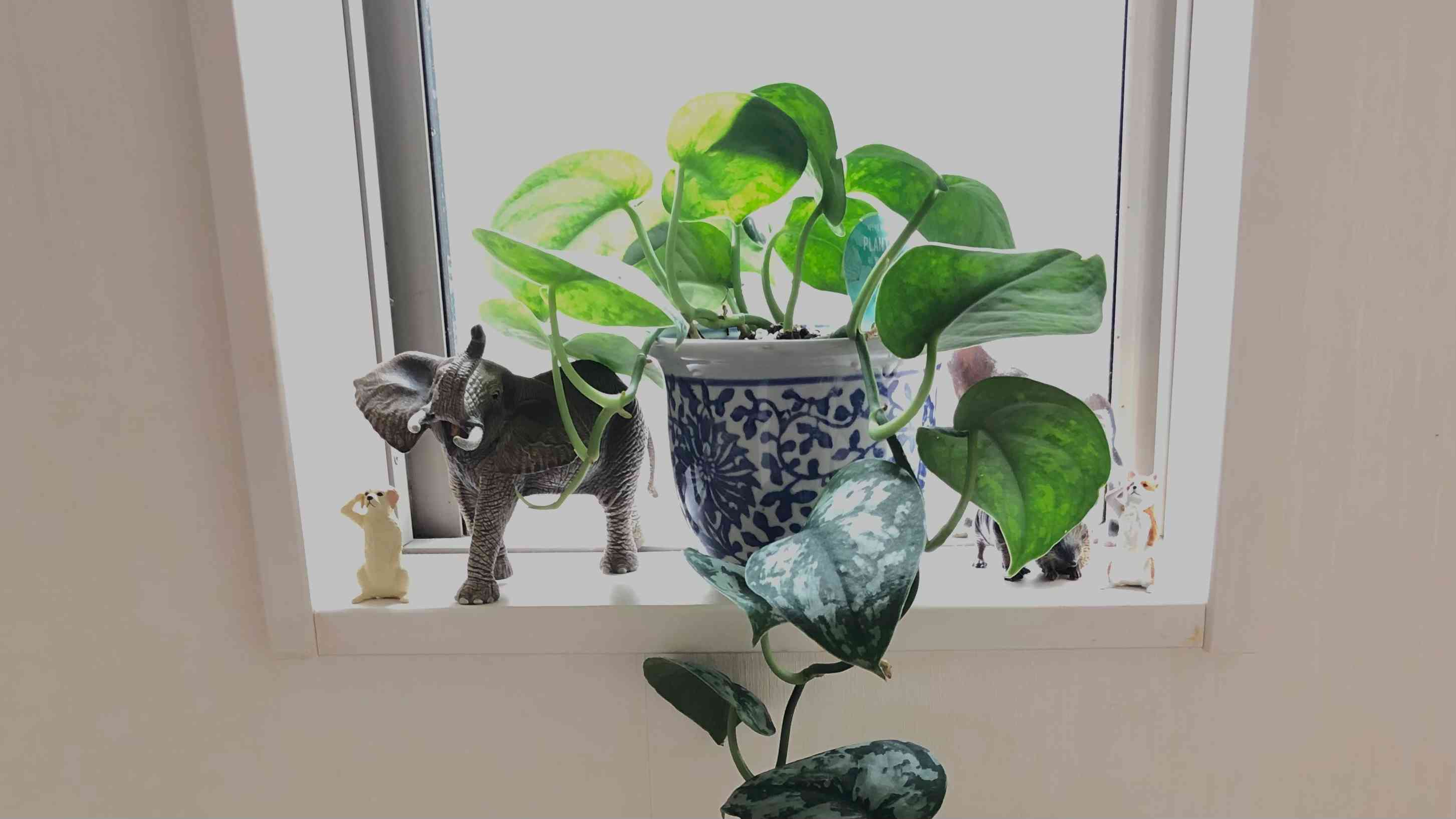 スキンダプサス ケンカナ　1 スキンダプサス｜🍀GreenSnap（グリーンスナップ）