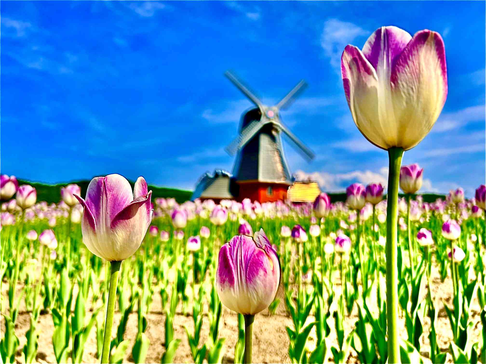 チューリップ🌷の記録 上湧別チューリップ公園｜🍀GreenSnap（グリーン