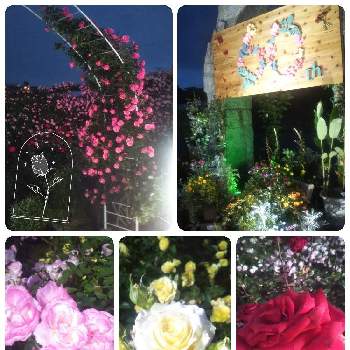 鎌倉の画像 by ゴマさん | お出かけ先と大船フラワーセンターとばら バラ 薔薇と植物に癒されてますと鎌倉と日比谷花壇 大船フラワーセンターと神奈川県