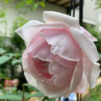 バラ ロードリーオベロンの画像 by mapleさん | 小さな庭とバラ ロードリーオベロン