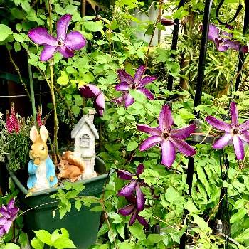 薄紫色の花の画像 by White Roseさん | 玄関と花時間と癒しを求めてと薄紫色の花とクレマチス♬と青・紫系と花のある暮らしと鉢栽培