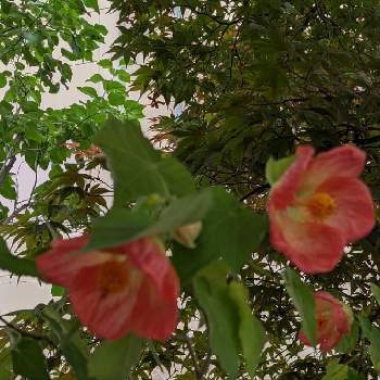 赤い花❤の画像 by まっさんno.1さん | テラスとベラ♥と綺麗〜❤️と赤い花❤とアブチロン❤️とGS映えと住人紹介と咲き誇ると我家の庭とモリモリ✌️と多肉大好き❤️
