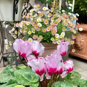 素敵な花の画像 by わこ✡️さん | エントランスとシクラメンとエリゲロンと沢山のお花とピンクの花と素敵な花とおうち園芸と素敵な色合いと花のある暮らし