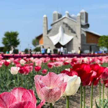 今日のチューリップの画像 by アンドレさん | お出かけ先と今日のチューリップとピンクの花と チューリップと上湧別チューリップ公園と『秋植え球根2022』フォトコンテスト